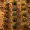 Trois familles de plantes qui se fortifient sans arrosage : pour un jardin qui traverse les étés
