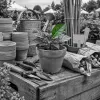 Journées des Plantes de Chantilly 2026 : ce qu'un jardinier va vraiment y chercher