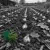 Bulbes de printemps : la plantation d'octobre qui décide de la floraison de mars