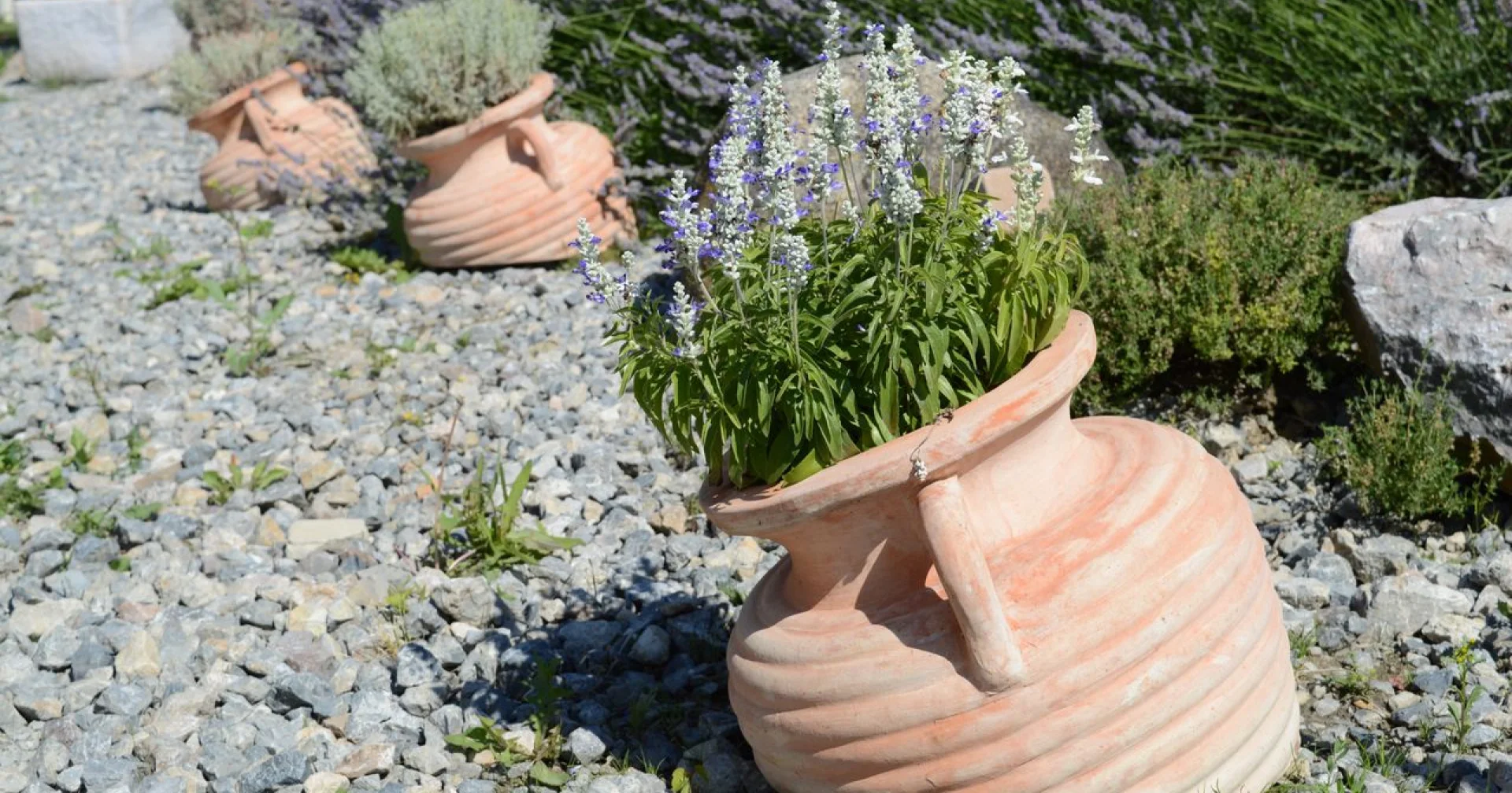 Après l'été le plus chaud depuis 1900, ce qui protège vraiment un jardin des canicules