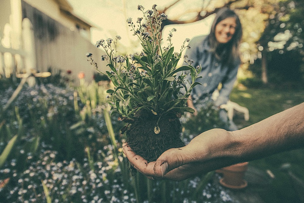 Acheter des plantes en ligne : ppinires espagnoles  votre service
