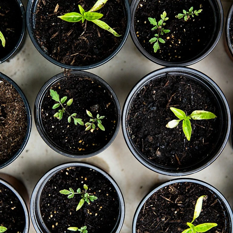 Optimisez votre jardinage avec une brouette à chenille