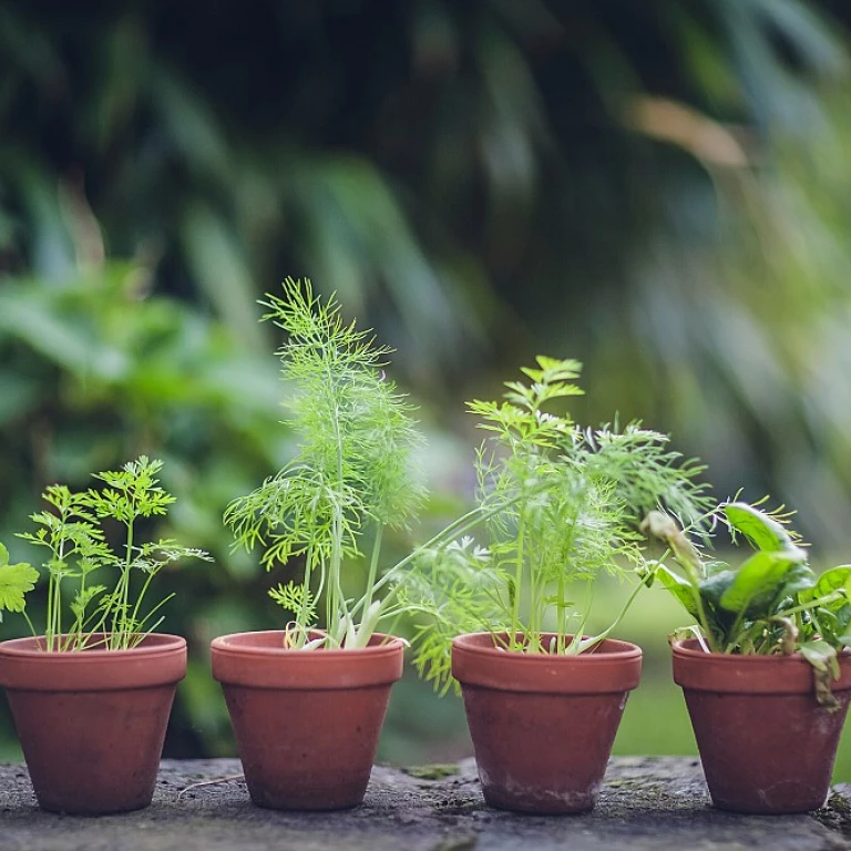L'art de choisir un cache-pot pour vos orchidées