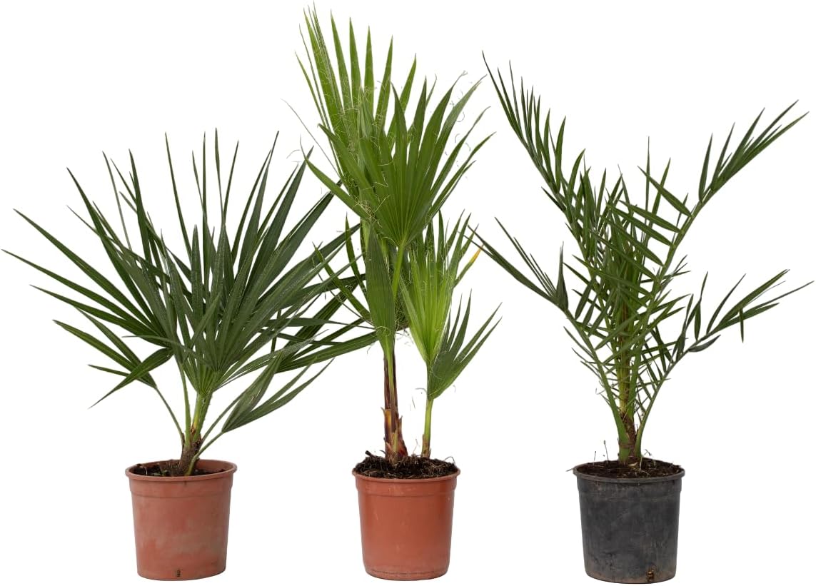 Palmiers d'extérieur - Mélange de 3 plantes - Pot 15cm - Hauteur 50-70cm