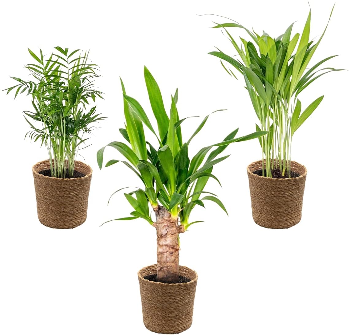 3x mélange de palmiers tropicaux Incl - Panier en jonc de mer - ⌀12 cm - 20-45 cm