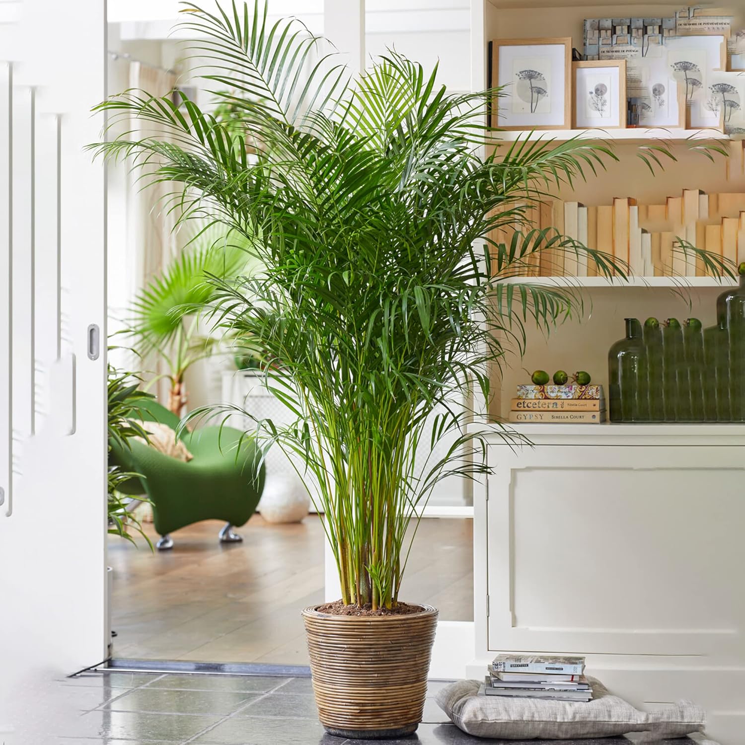 Gardener's Dream Areca Palme (palmier à fruits dorés) Plantes d'intérieur à feuilles persistantes, grandes et authentiques, plantes avec pot de 80 à 90 cm.
