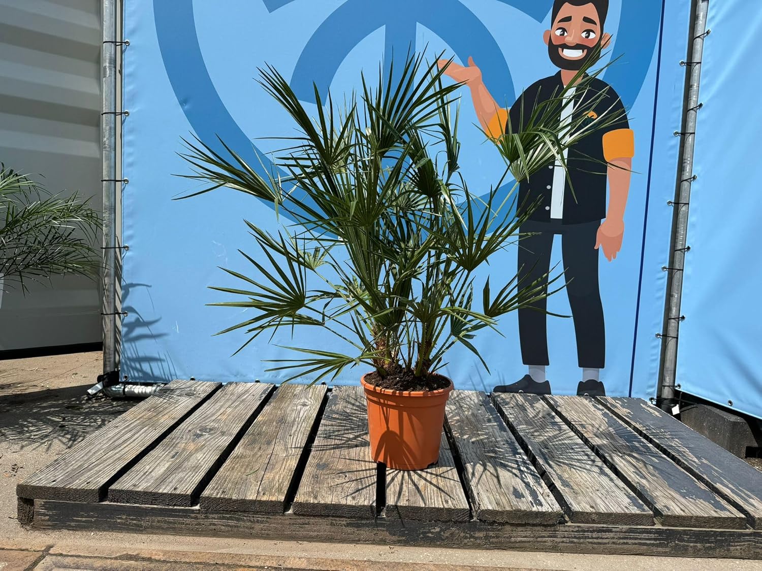 Palmier nain - 120 cm - Résistant à l'hiver - Chamaerops humilis - palmier convenant à un usage intérieur et extérieur