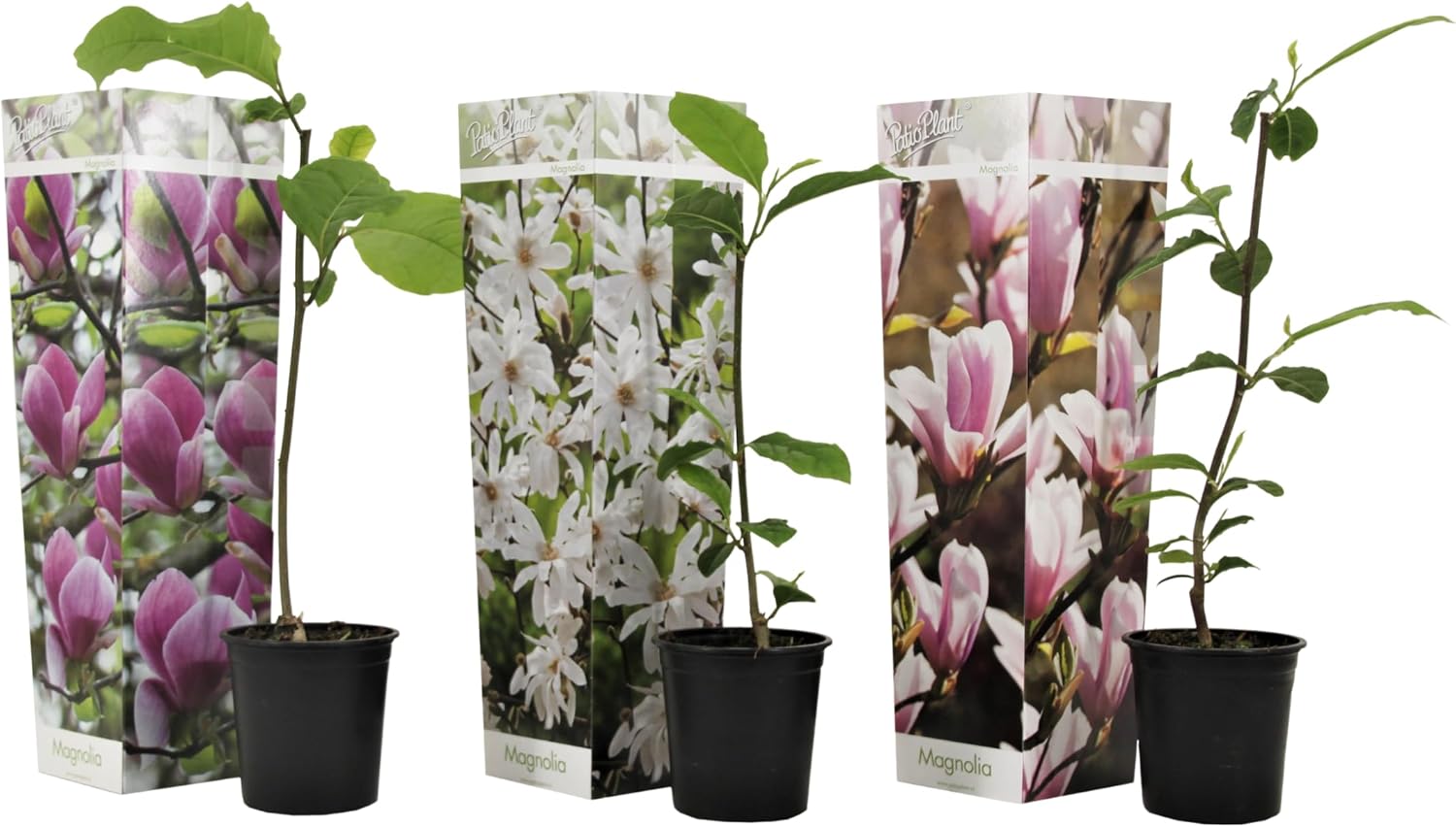 Magnolia susan, soulangeana, stellata - Mix de 3 - Arbuste décoratif votre jardin, balcon ou terasse - Pot 9cm - Hauteur 25-40cm