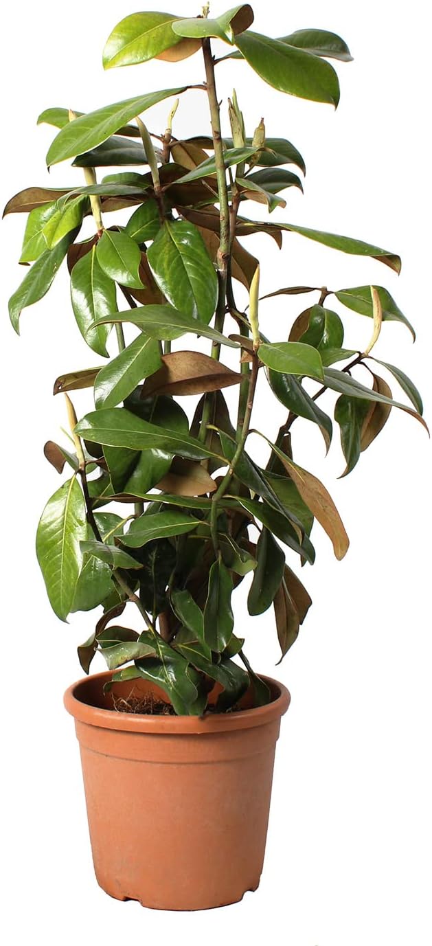 Magnolia Grandiflora Gallisoniensis - Magnolia Fleuri - Vraie Plante de Terrasse Extérieure - Arbre de Jardin - H 80-100 cm Pot Ø 24 cm