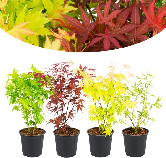 Happy Plants Acer palmatum Lot de 4 érables éventails I 30 cm x φ10,5 cm, érable japonais, 1 rouge, 1 jaune, 1 vert Mélange de plantes résistantes à l'hiver toute l'année, frais de notre pépinière