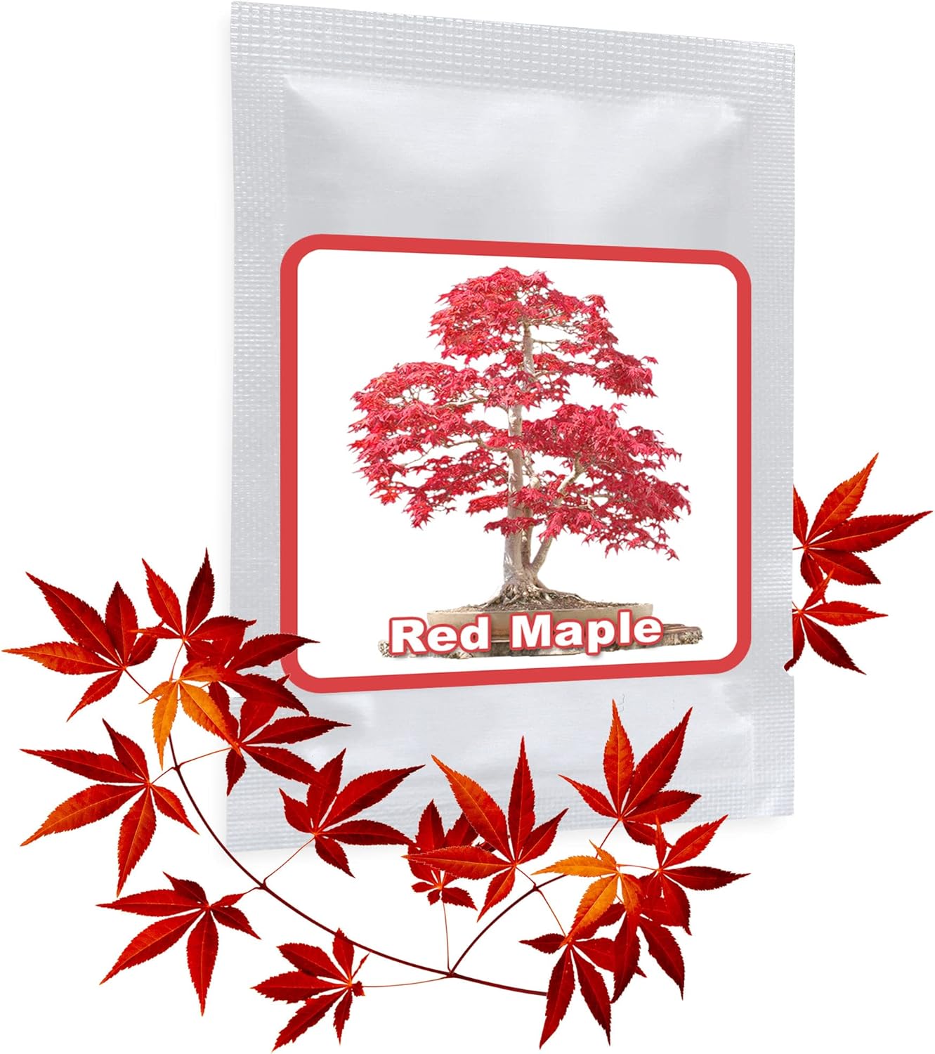 Erable japonais rouge Graines de Bonsaï/env.20 pièces/A.palmatum/cultivable comme bonsaï ou arbre