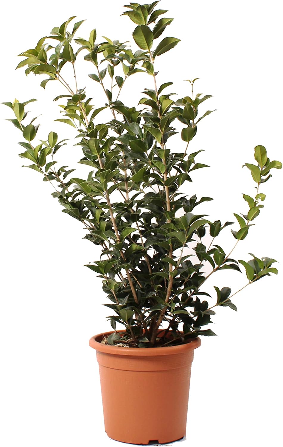 Plante d'Osmanthus avec Décoration de Vase en Jute - Osmanthus Aquifolium - Vraies Plantes d'Extérieur - Plante de Jardin Vivace - H 80-100 Pot Ø 24 cm avec Jute