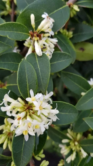 Osmanthus x burkwoodii/Osmanthe de Burkwood/Conteneur de 3 à 4 litres