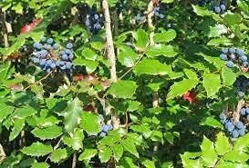 SVI 20pcs graines d'arbres Mahonia aquifolium