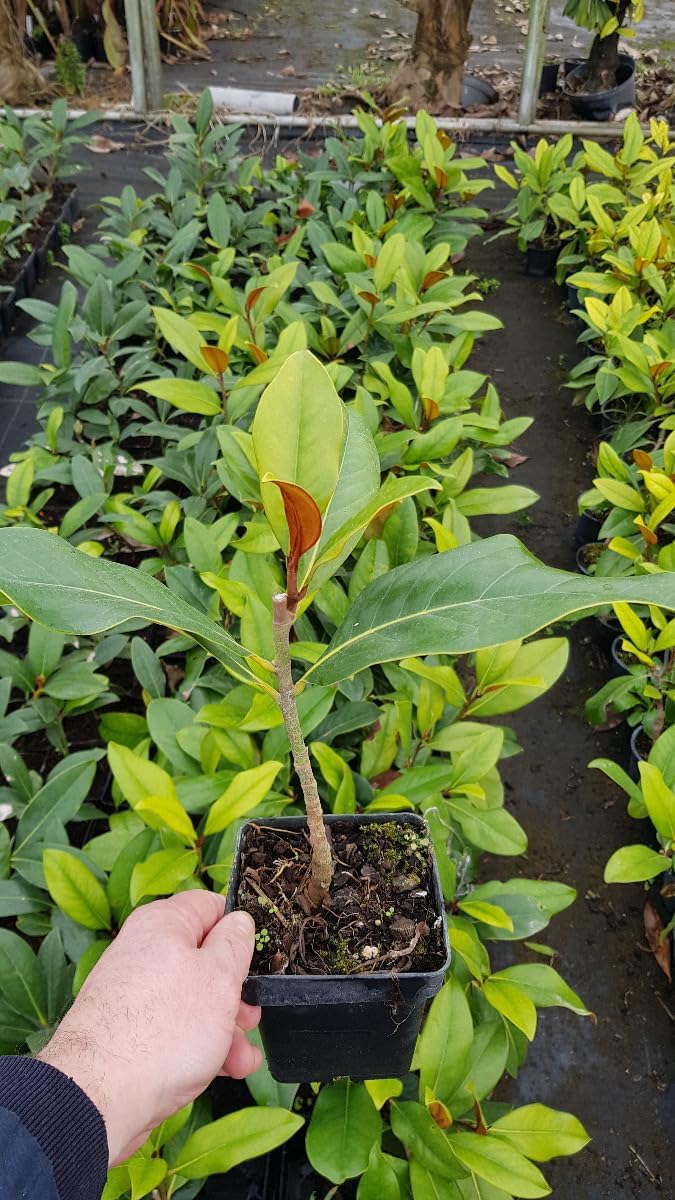 Magnolia grandiflora 'Galissoniensis' / Magnolia d'été Galissonnière/Conteneur de 1 à 1.9 litres