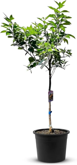 TropicTrees Oranger d'une hauteur de 160 cm et d'une circonférence de tronc de 8-10 cm - Oranges pour la fabrication de jus, comme ingrédient d'épices et comme plante ornementale pour l'intérieur