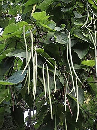 50pcs graines d'arbre Catalpa