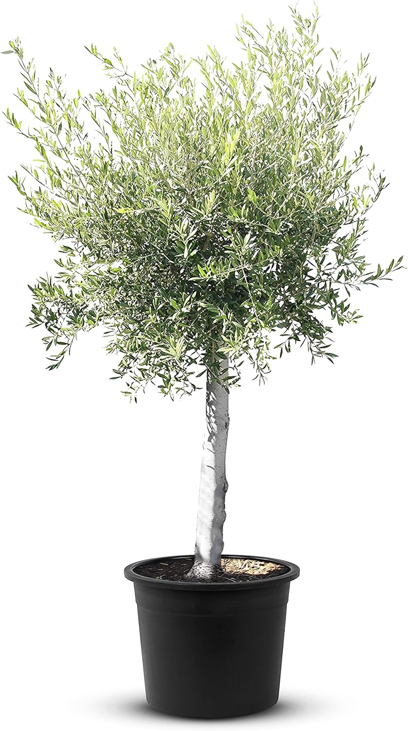 Tropictrees Arbre Olivier résistant à l'hiver avec une circonférence de tronc de 180 cm Véritable olivier avec de vrais fruits d'olives comestibles, tronc fruitier Olea Europea 1 Pièce