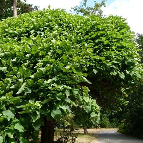 Nouveau frais 15 pcs vert Catalpa Bignonioides graines d'arbre