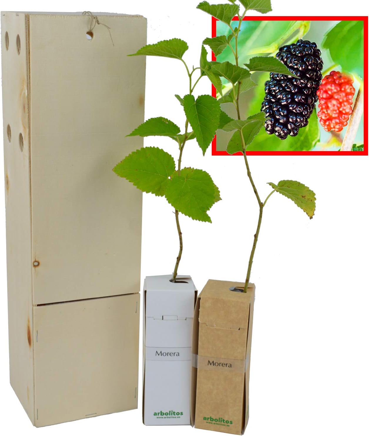 Mûrier Noir (Morus Nigra) – Arbre Rustique et Élégant à Fruits - Jeune Pousse Reçue dans une Caisse en Bois Réutilisable – 2 Unités