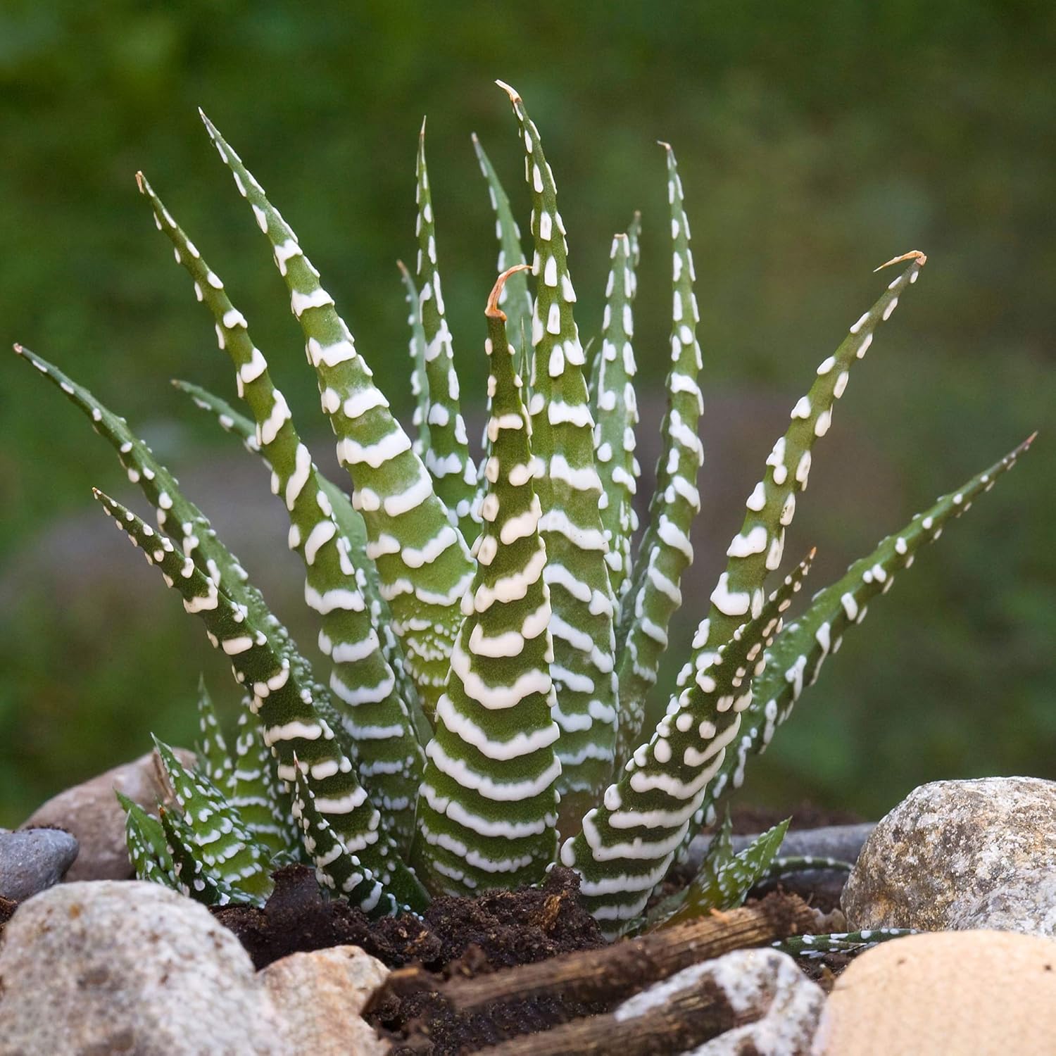 1 Haworthia Big Band - Succulente d'intérieur en pot (15-25 cm en pot)