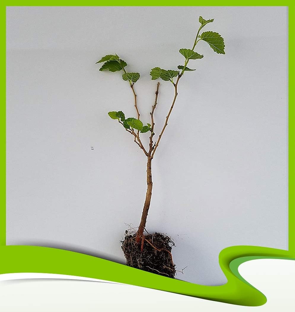 Morus alba (Mûrier blanc) - Plante