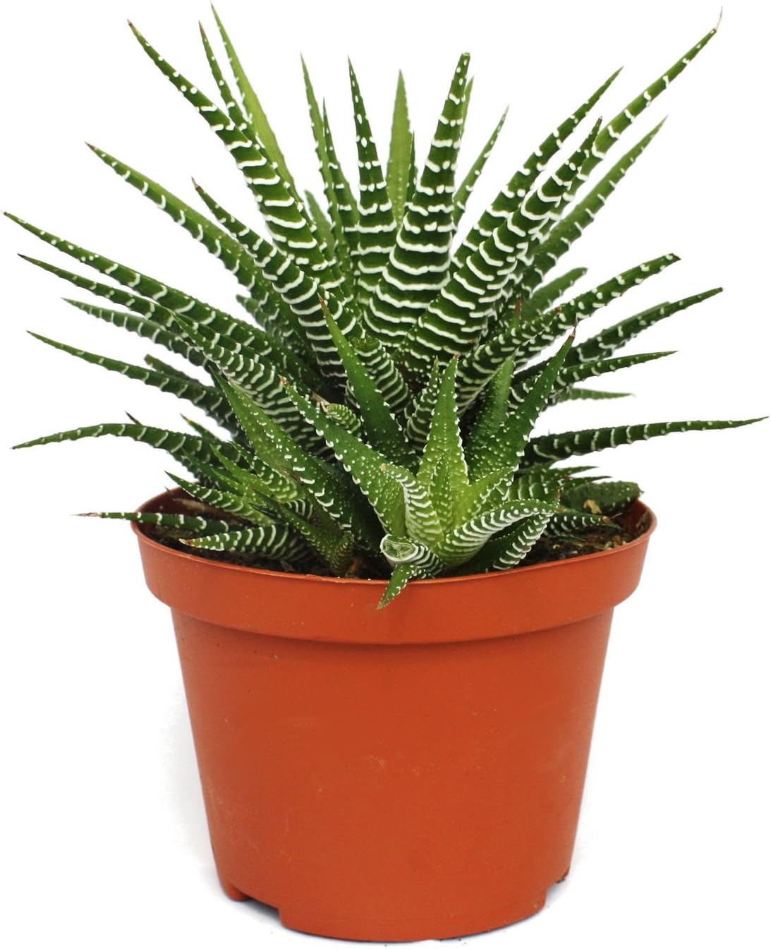 Exotenherz - Haworthia fasciata"Big Band" - plante en pot de 10,5 cm