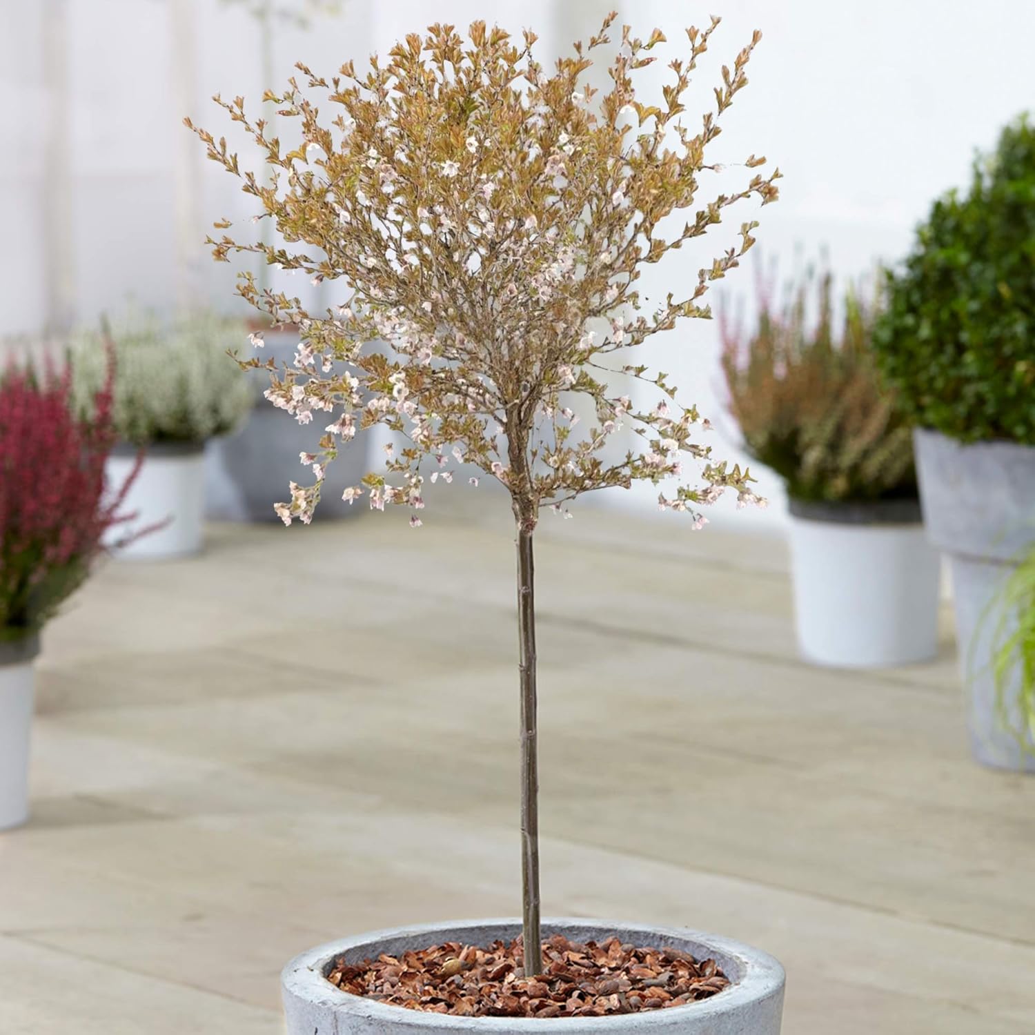 Cerisier à fleurs nain du Japon - Arbres d'ornement nains Fuji en pot pour petits jardins
