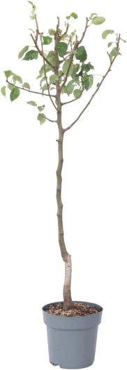 Pyrus communis 'Conference' poirier - Arbre fruitier - Pot 21cm - hauteur 90-100cm