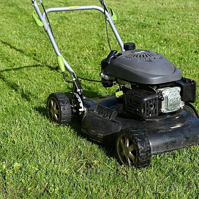 Transformez votre jardin avec un gazon fleuri