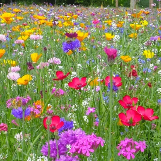 Prairie de fleurs sauvages avec semences de graminées - 100g - 30 m² - Graines de fleurs annuelles et vivaces - Composée de 60% d'herbes et de 40% de fleurs - Attractif pour les pollinisateurs