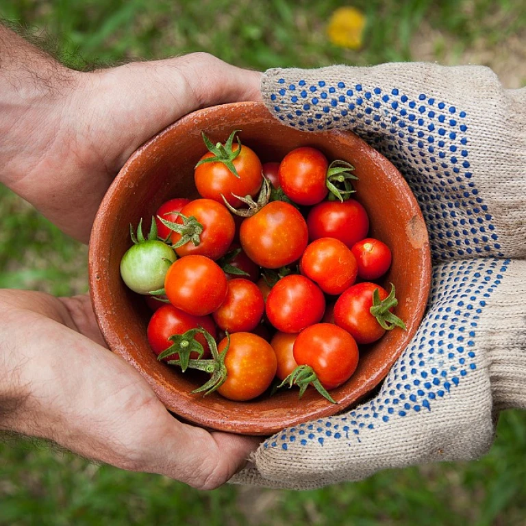 Comment concevoir un carré potager efficace