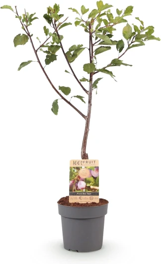 GreenboutiQ - Plante Fruitière - Prunier - Prunus domestica Opal - Fruit Jaune Rouge - Pot 21cm Hauteur 90cm