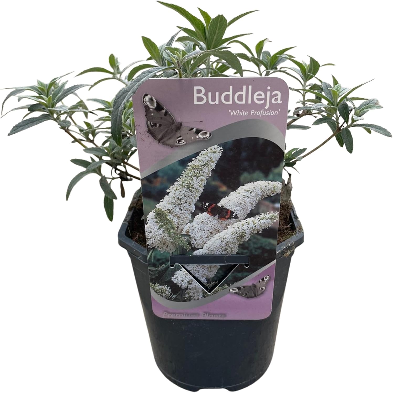 GreenboutiQ - Arbre à papillons - Buddleja davidii White Profusion - Fleurs Blanches - 1 Plante - Feuillage Caduc - Attire les Papillons - Pot 17cm Hauteur 25cm