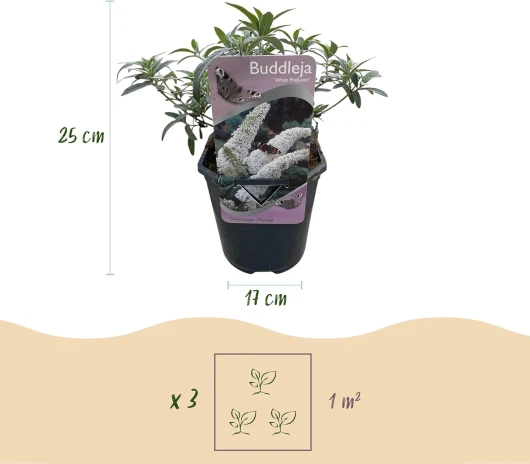 713Xcoqq4GL._AC_SL1500_
