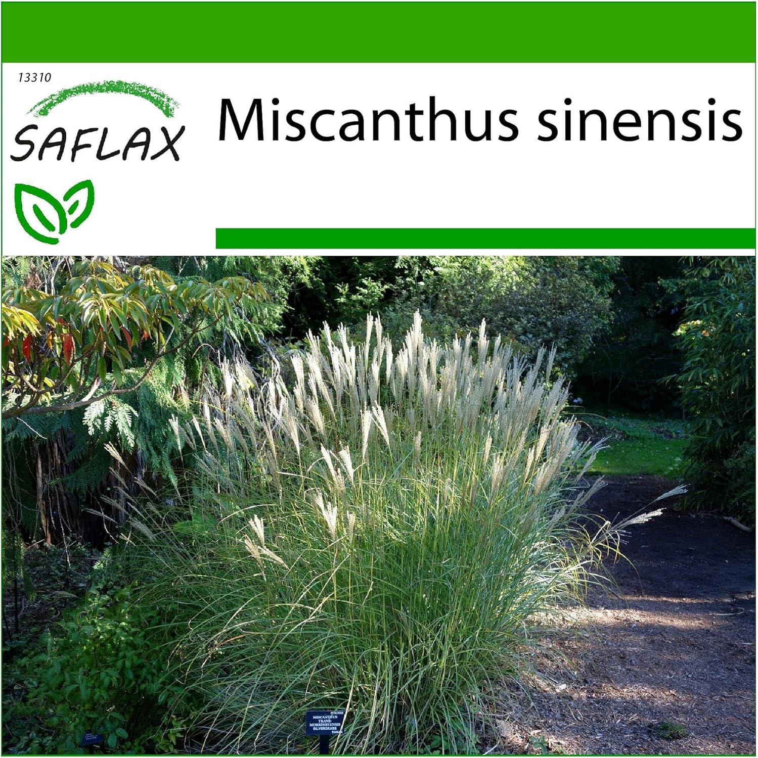 Roseau de Chine - 200 graines - Avec substrat - Miscanthus sinensis