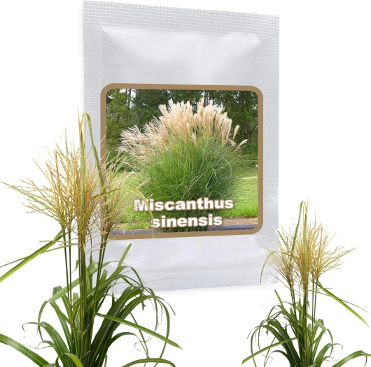 Roseau de Chine env - 100 graines/Miscanthus sinensis/une grande graminée en toute saison