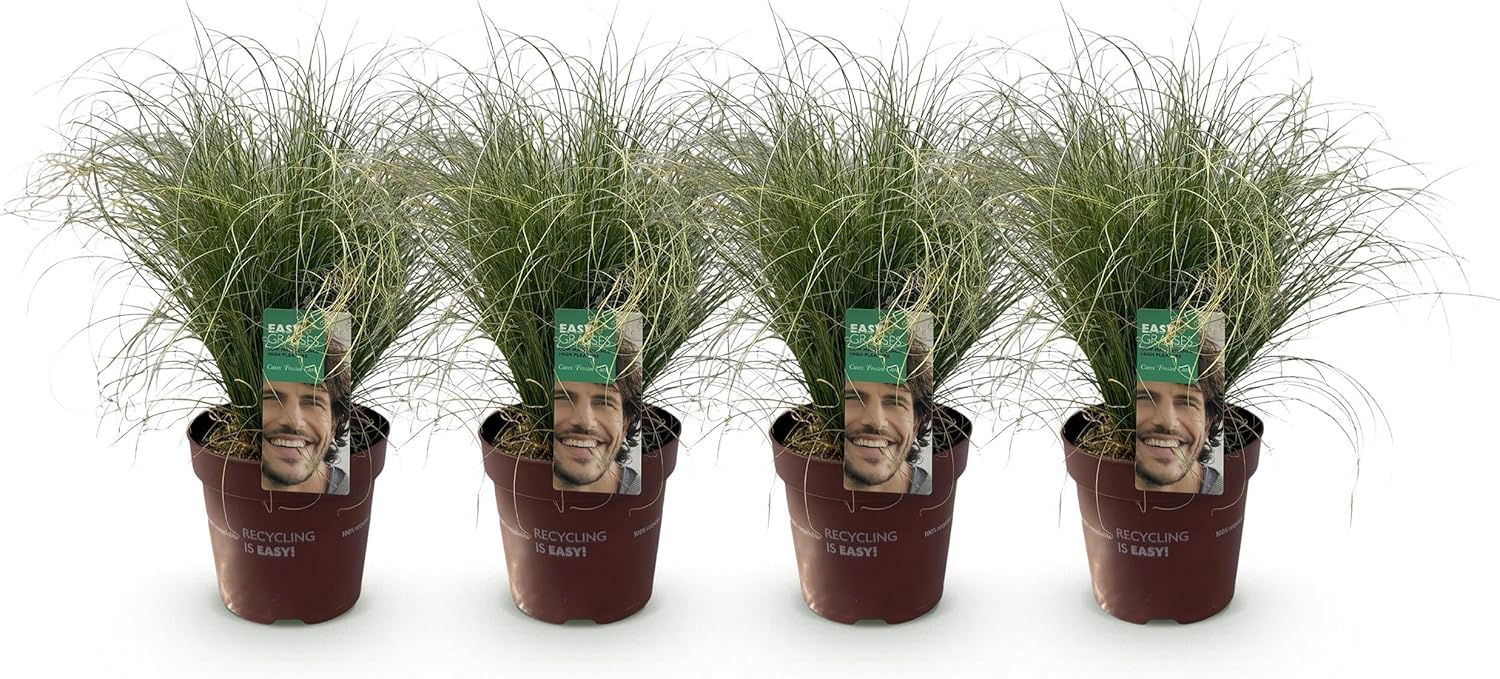 GreenboutiQ - Graminées Ornementales - Carex comans Frosted Curls - Vert - 4 Plantes - Persistantes - Peu d'Entretien - Pot 17cm Hauteur 50cm
