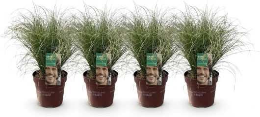 GreenboutiQ - Graminées Ornementales - Carex comans Frosted Curls - Vert - 4 Plantes - Persistantes - Peu d'Entretien - Pot 17cm Hauteur 50cm