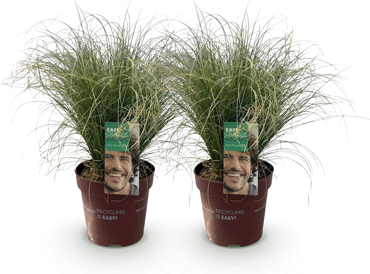GreenboutiQ - Graminées Ornementales - Carex comans Frosted Curls - Vert - 2 Plantes - Persistantes - Peu d'Entretien - Pot 17cm Hauteur 50cm