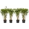 Fargesia nitida 'Gansu' - Set de 4 - Bambou sacré - Bambou plante exterieur rustique non traçant - Pot 17cm - Hauteur 50-70cm