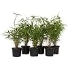 Fargesia Rufa - Set de 6 - Bambou des neiges - Arbuste exterieur - Persistant - Vert - Pot 13cm - Hauteur 25-40cm