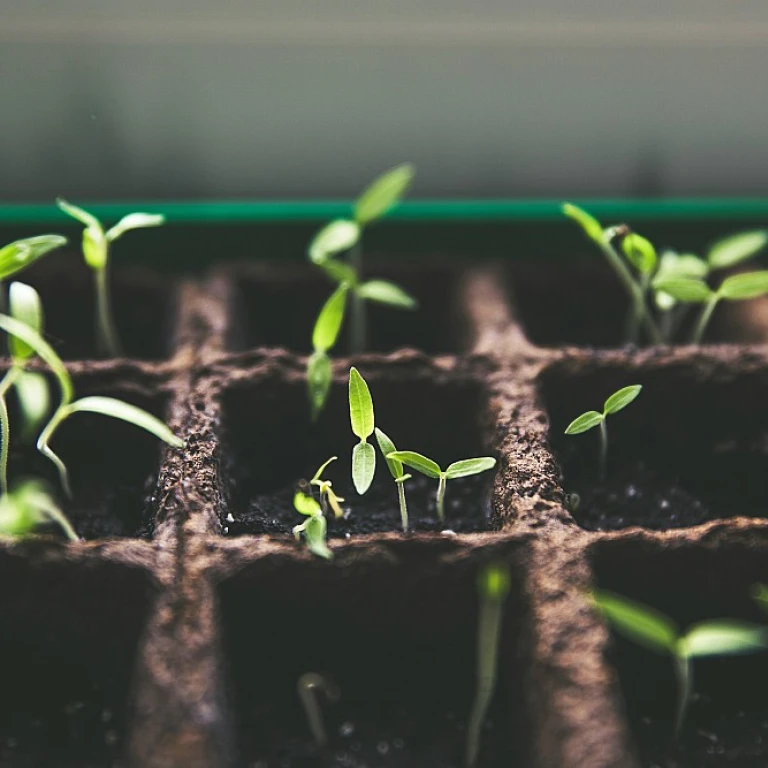 Optimisez votre jardin avec une cuve d'eau de pluie enterrée