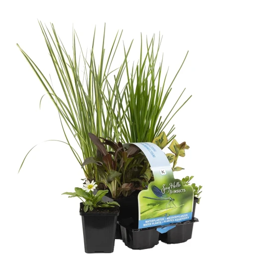 6x Mélange de plantes de bassin respectueuses des insectes - Zones 2 et 3 - ⌀9 cm - 15-25 cm 6 Insectenvriendelijke Vijverplanten