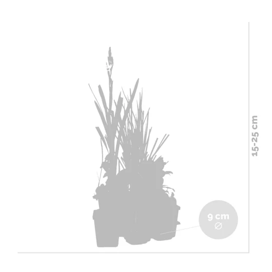 41dJB8HbpUL._SL1200_