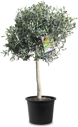 Tropictrees Olivier Naturel, Véritable Olivier Arbre avec un Tronc de 100 cm de Hauteur, 6-8 cm de Circonférence, Plante Exterieur Jardin et Arbre Fruitier pour la Décoration 100cm