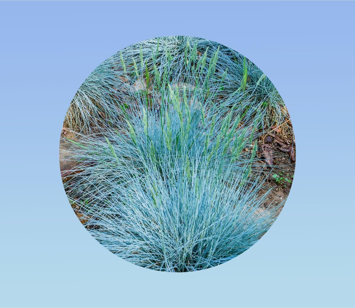 Graines de FETUQUE GRIS BLEUTE 0,15 grammes soit (+/-) 150 graines - Festuca glauca - rocaille massif plante vivace persistante