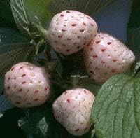 Fraisier Ananas - (lot de 6 pieds)