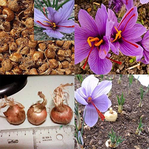 Portal Cool 8pcs Semi Rare zafferano Bulbi Crocus Sativus sfera del fiore Spice dirigono il giardino delle piante