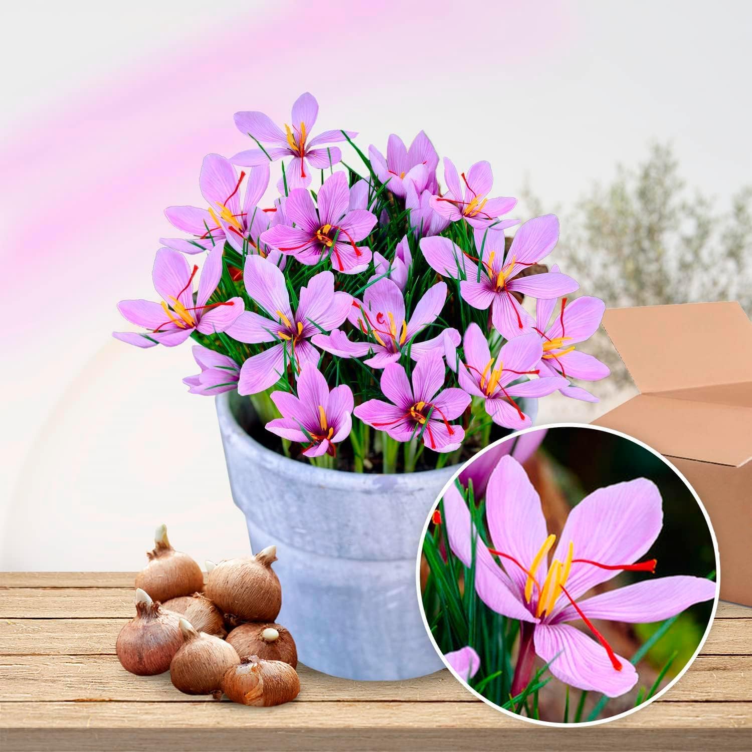 Bulbes de Crocus à Safran Sativus (50 pièces) - Bulbes de Fleurs Exclusifs des Pays-Bas - Vivaces et Rustiques - Véritables Gros Knolles de Crocus (pas de graines) pour Jardin - Pots et Balcon